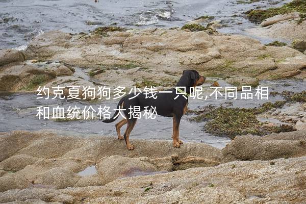 約克夏狗狗多少錢一只呢,不同品相和血統價格大揭秘
