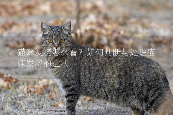 貓咪發(fā)燒怎么看？如何判斷與處理貓咪發(fā)燒的癥狀