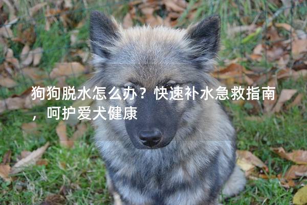 狗狗脫水怎么辦？快速補水急救指南，呵護愛犬健康