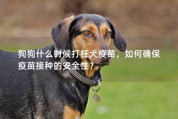 狗狗什么時(shí)候打狂犬疫苗，如何確保疫苗接種的安全性？