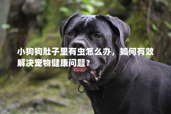 小狗狗肚子里有蟲怎么辦,如何有效解決寵物健康問(wèn)題?