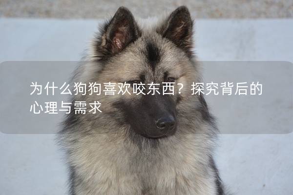 為什么狗狗喜歡咬東西？探究背后的心理與需求