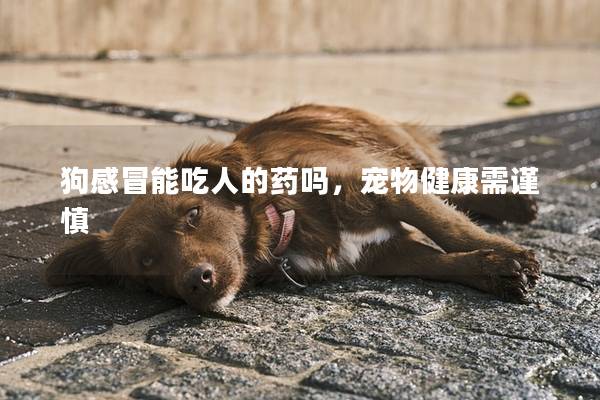 狗感冒能吃人的藥嗎，寵物健康需謹慎