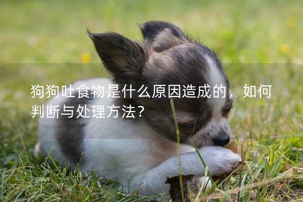 狗狗吐食物是什么原因造成的，如何判斷與處理方法？