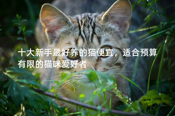 十大新手最好養的貓便宜，適合預算有限的貓咪愛好者