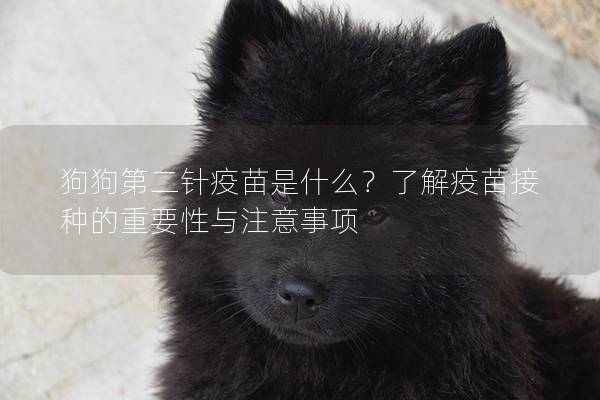 狗狗第二針疫苗是什么？了解疫苗接種的重要性與注意事項