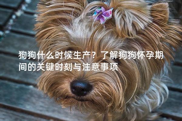 狗狗什么時候生產？了解狗狗懷孕期間的關鍵時刻與注意事項