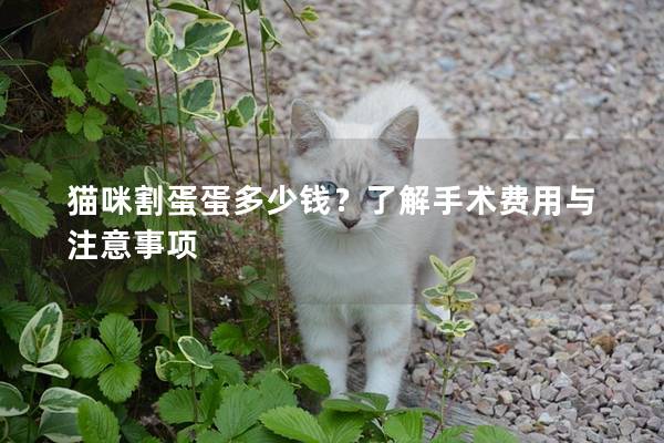 貓咪割蛋蛋多少錢？了解手術(shù)費用與注意事項