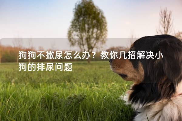 狗狗不撒尿怎么辦？教你幾招解決小狗的排尿問題
