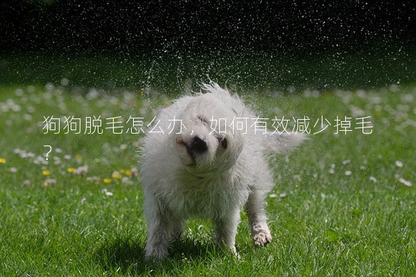 狗狗脫毛怎么辦,如何有效減少掉毛? 狗狗脫毛怎么辦,如何有效減少掉毛?