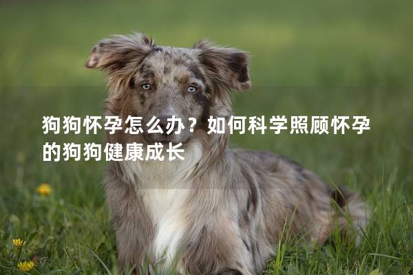 狗狗懷孕怎么辦？如何科學照顧懷孕的狗狗健康成長