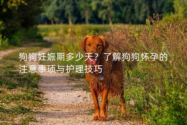 狗狗妊娠期多少天？了解狗狗懷孕的注意事項與護理技巧