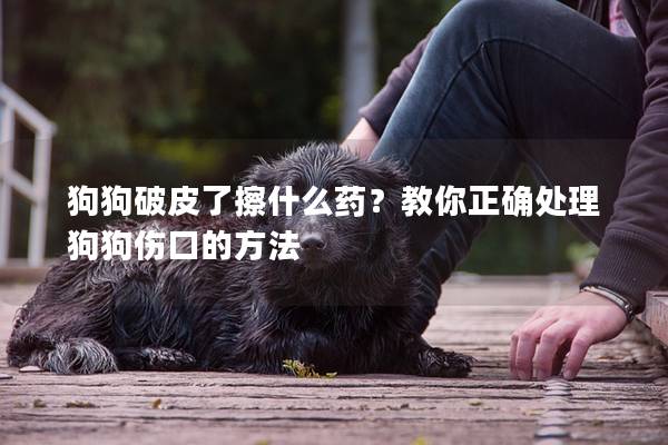 狗狗破皮了擦什么藥？教你正確處理狗狗傷口的方法