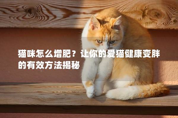 貓咪怎么增肥?讓你的愛貓健康變胖的有效方法揭秘