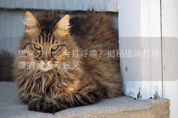貓咪為什么會打呼嚕？揭秘貓咪打呼嚕的原因與意義