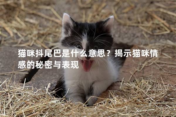 貓咪抖尾巴是什么意思？揭示貓咪情感的秘密與表現(xiàn)