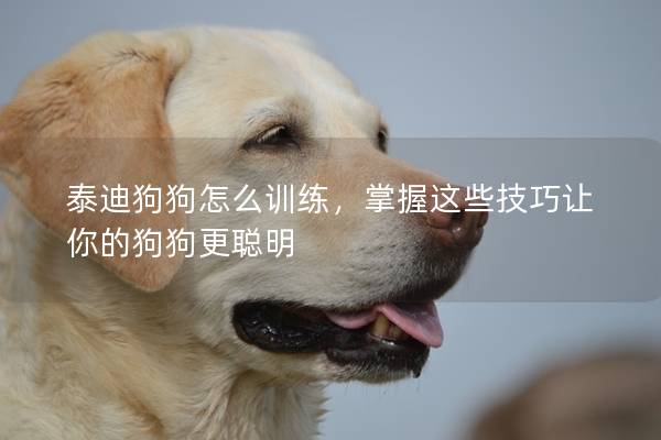 泰迪狗狗怎么訓練，掌握這些技巧讓你的狗狗更聰明