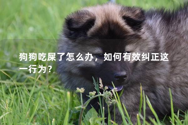 狗狗吃屎了怎么辦，如何有效糾正這一行為？