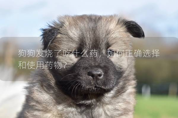 狗狗發燒了吃什么藥,如何正確選擇和使用藥物?