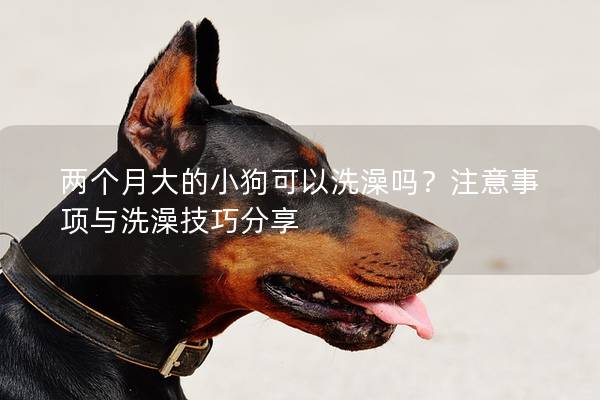 兩個(gè)月大的小狗可以洗澡嗎？注意事項(xiàng)與洗澡技巧分享
