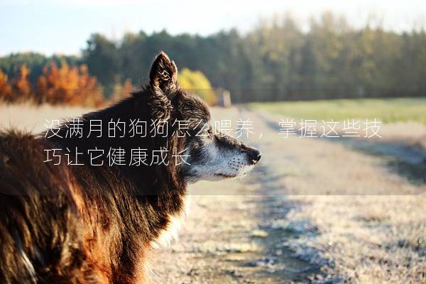 沒滿月的狗狗怎么喂養,掌握這些技巧讓它健康成長 沒滿月的狗狗怎么喂養,掌握這些技巧讓它健康成長