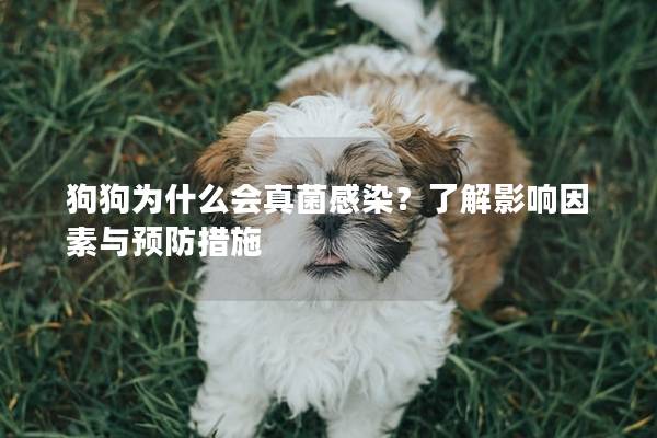 狗狗為什么會真菌感染？了解影響因素與預防措施