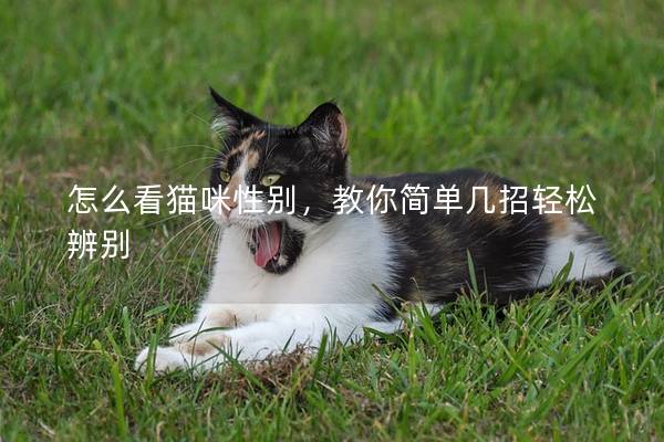 怎么看貓咪性別,教你簡單幾招輕松辨別 怎么看貓咪性別,教你簡單幾招輕松辨別