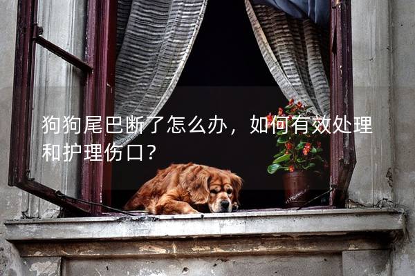 狗狗尾巴斷了怎么辦，如何有效處理和護理傷口？