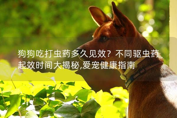 狗狗吃打蟲藥多久見效？不同驅蟲藥起效時間大揭秘,愛寵健康指南