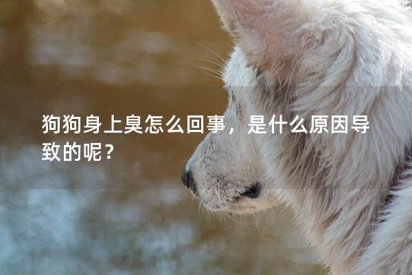 狗狗身上臭怎么回事，是什么原因導致的呢？