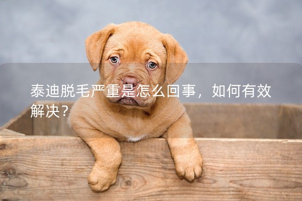 泰迪脫毛嚴(yán)重是怎么回事，如何有效解決？