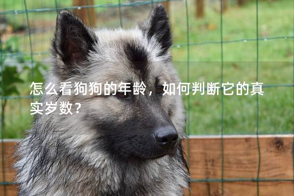 怎么看狗狗的年齡，如何判斷它的真實歲數？