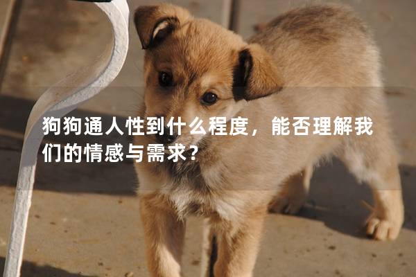 狗狗通人性到什么程度,能否理解我們的情感與需求? 狗狗通人性到什么程度,能否理解我們的情感與需求?
