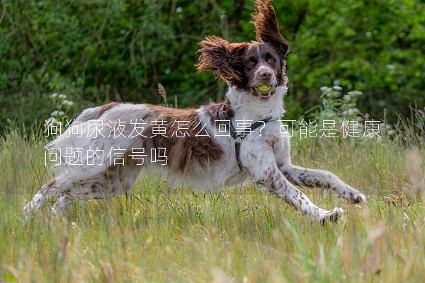 狗狗尿液發黃怎么回事？可能是健康問題的信號嗎