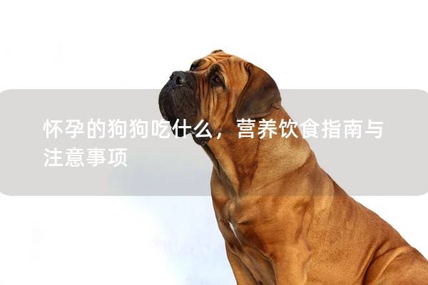 懷孕的狗狗吃什么，營養飲食指南與注意事項