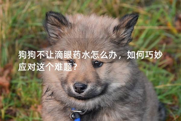 狗狗不讓滴眼藥水怎么辦，如何巧妙應對這個難題？