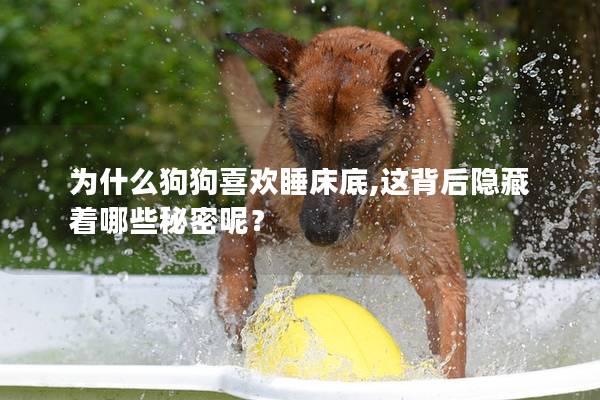 為什么狗狗喜歡睡床底,這背后隱藏著哪些秘密呢？