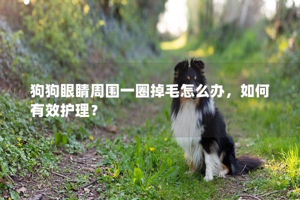 狗狗眼睛周圍一圈掉毛怎么辦,如何有效護理? 狗狗眼睛周圍一圈掉毛怎么辦,如何有效護理?