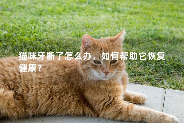 貓咪牙斷了怎么辦,如何幫助它恢復健康? 貓咪牙斷了怎么辦,如何幫助它恢復健康?
