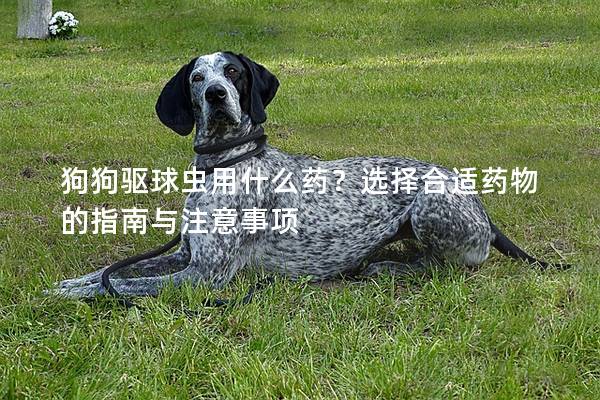 狗狗驅球蟲用什么藥？選擇合適藥物的指南與注意事項