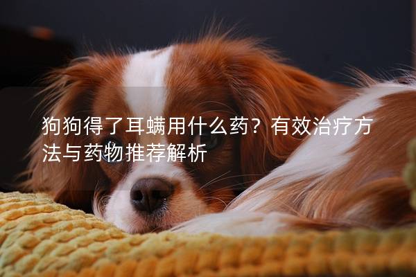 狗狗得了耳螨用什么藥？有效治療方法與藥物推薦解析