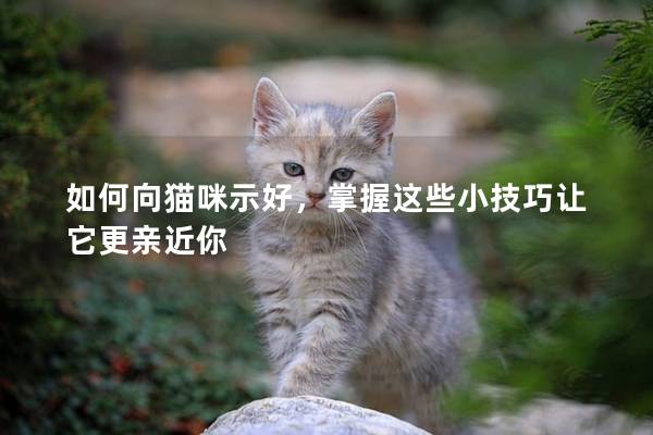 如何向貓咪示好，掌握這些小技巧讓它更親近你