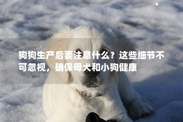 狗狗生產后要注意什么?這些細節不可忽視,確保母犬和小狗健康 狗狗生產后要注意什么?這些細節不可忽視,確保母犬和小狗健康