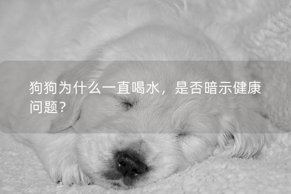狗狗為什么一直喝水，是否暗示健康問題？
