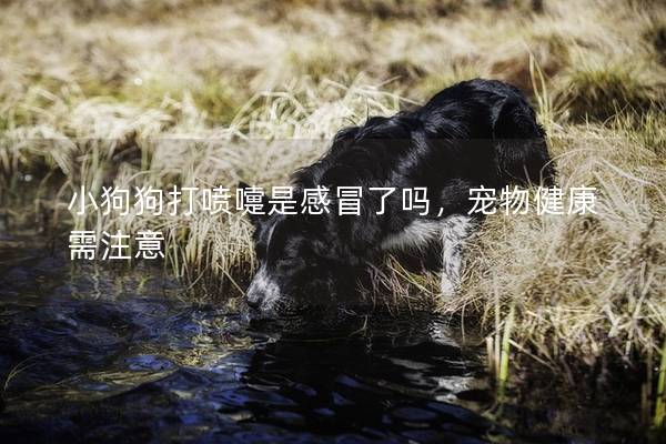 小狗狗打噴嚏是感冒了嗎,寵物健康需注意 小狗狗打噴嚏是感冒了嗎,寵物健康需注意
