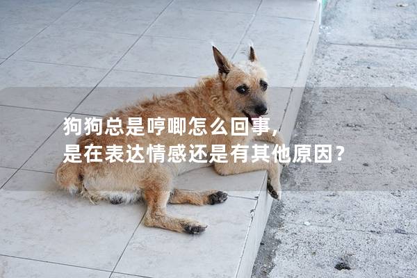 狗狗總是哼唧怎么回事, 是在表達情感還是有其他原因？