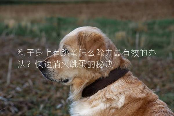 狗子身上有跳蚤怎么除去最有效的辦法？快速消滅跳蚤的秘訣