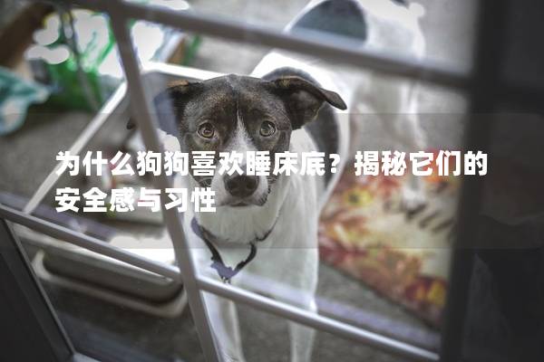 為什么狗狗喜歡睡床底？揭秘它們的安全感與習性