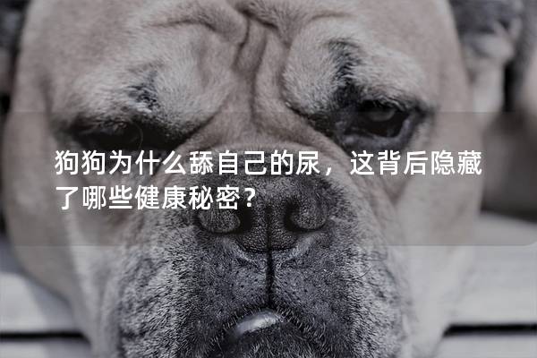 狗狗為什么舔自己的尿，這背后隱藏了哪些健康秘密？