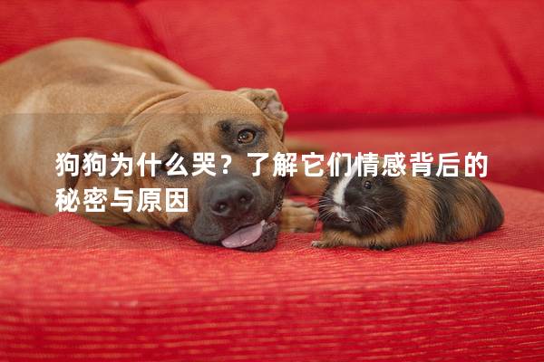 狗狗為什么哭?了解它們情感背后的秘密與原因 狗狗為什么哭?了解它們情感背后的秘密與原因